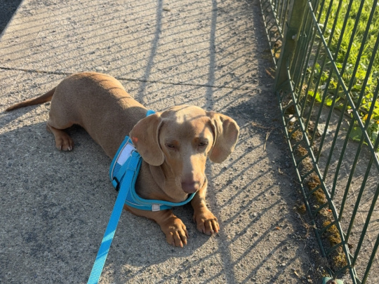 Miniature Dachshund for Sale – Fawn Colour, 8 Months Old