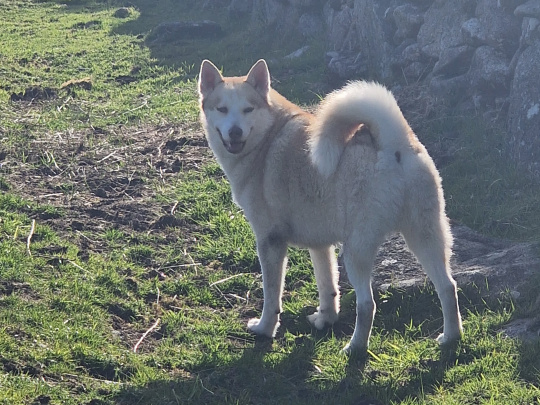 Lovely 3yr male husky