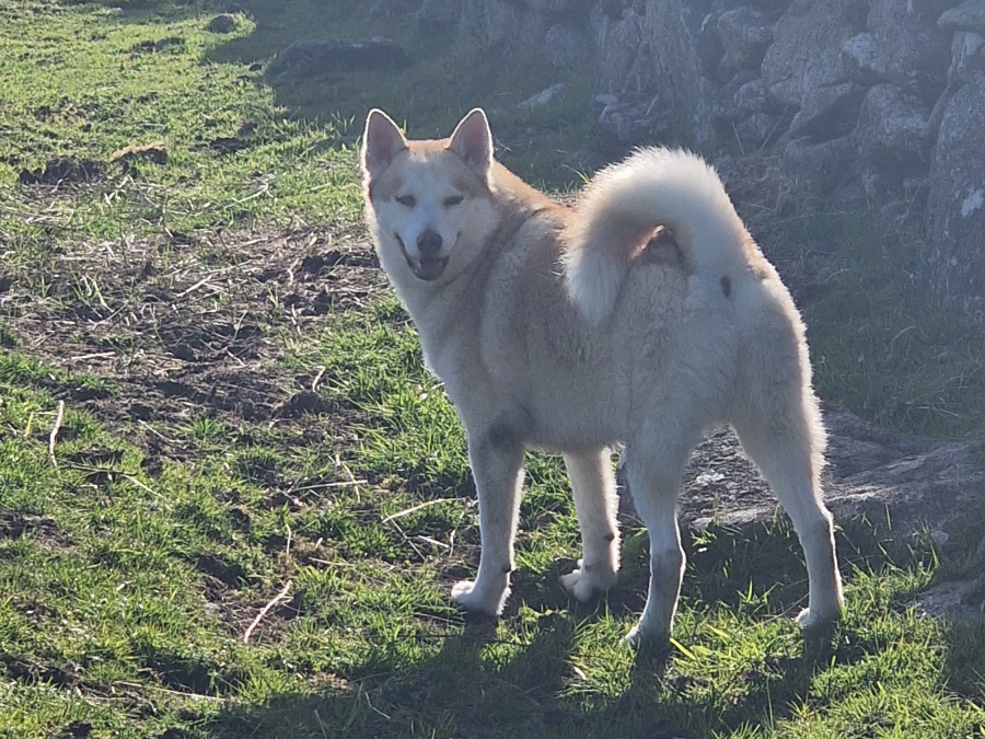 Siberian Husky for sale in Carlow - photo 1