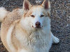 Siberian Husky for sale in Carlow - photo 2