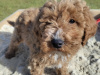 Poodle for sale in Kerry - photo 1