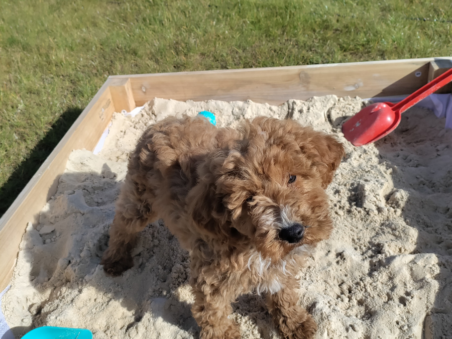 Poodle for sale in Kerry - photo 2