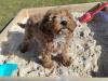 Poodle for sale in Kerry - photo 3