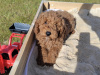 Poodle for sale in Kerry - photo 4