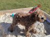 Poodle for sale in Kerry - photo 5