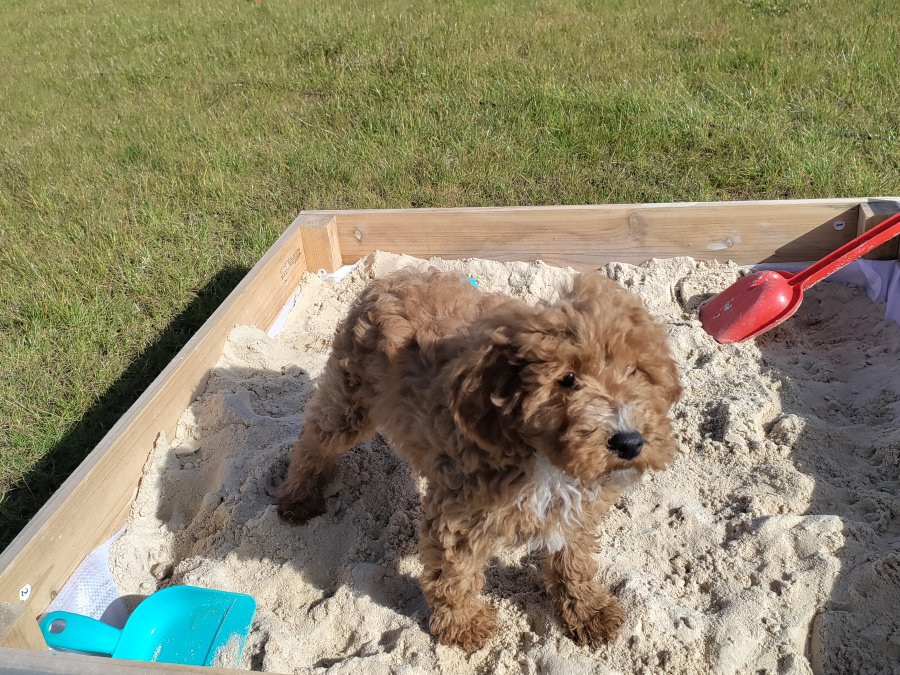 Poodle for sale in Kerry - photo 6