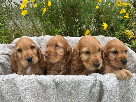 Beautiful Golden Cockers For Sale