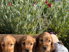 Cocker Spaniel for sale in Wexford - photo 2