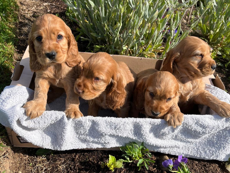 Cocker Spaniel for sale in Wexford - photo 3