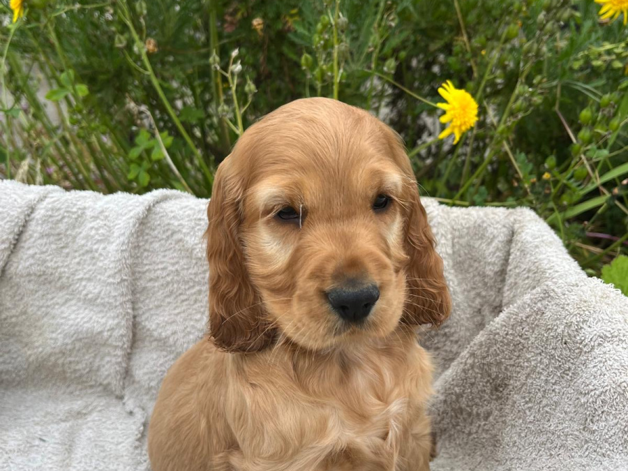 Cocker Spaniel for sale in Wexford - photo 5
