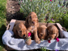 Cocker Spaniel for sale in Wexford - photo 4