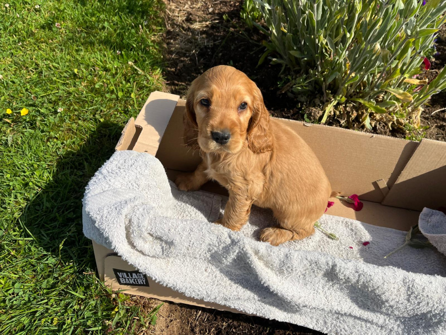 Cocker Spaniel for sale in Wexford - photo 6