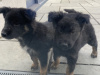 German Shepherd for sale in Carlow - photo 1