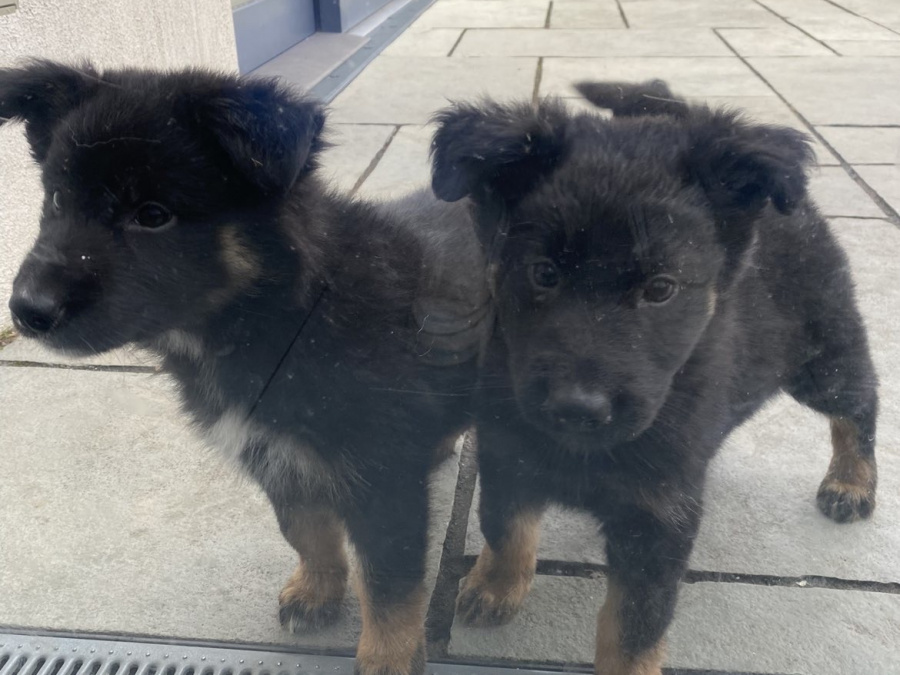 German Shepherd for sale in Carlow - photo 1