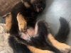 German Shepherd for sale in Carlow - photo 2
