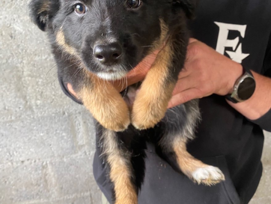 German Shepherd for sale in Carlow - photo 3