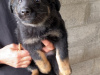 German Shepherd for sale in Carlow - photo 5