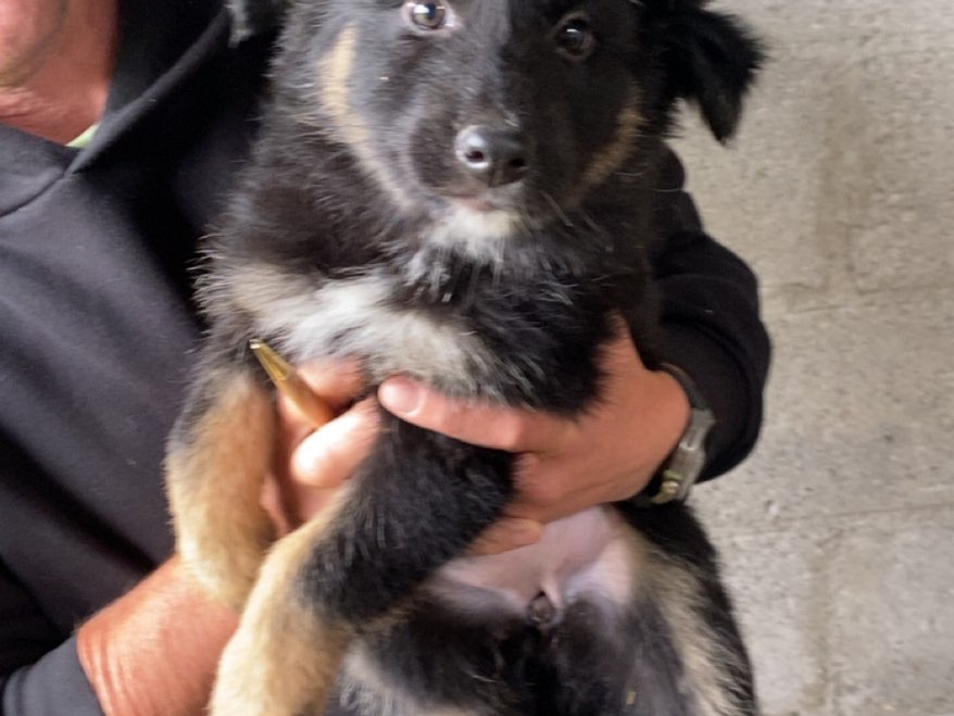 German Shepherd for sale in Carlow - photo 4