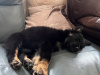 German Shepherd for sale in Carlow - photo 7