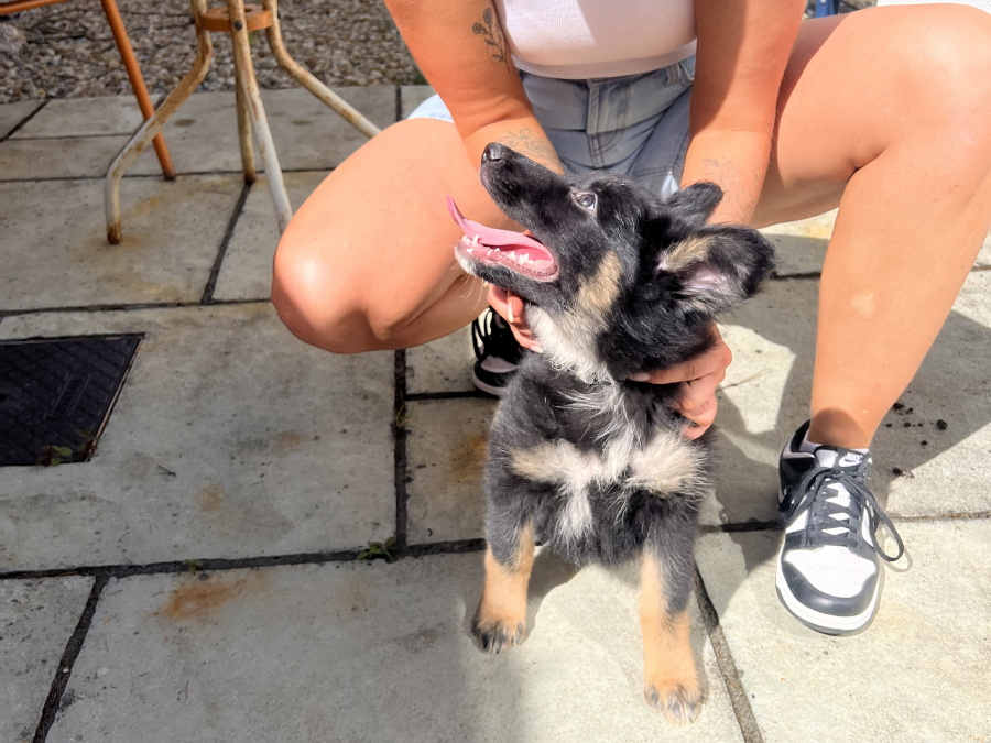 German Shepherd for sale in Carlow - photo 1
