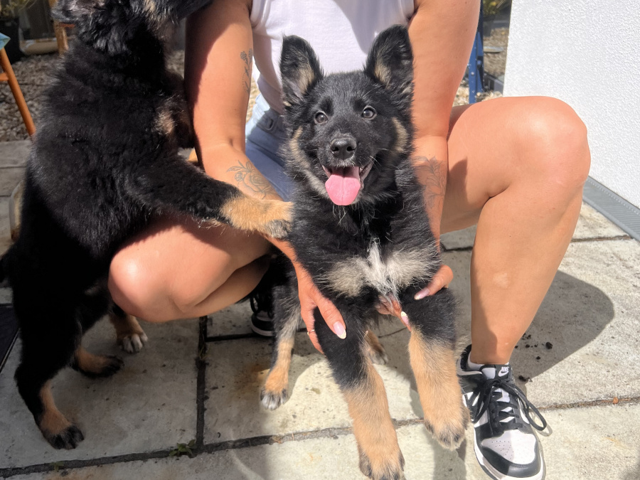 German Shepherd for sale in Carlow - photo 2