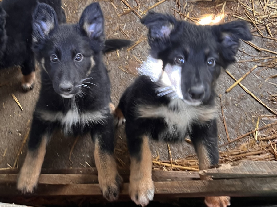 German Shepherd for sale in Carlow - photo 3