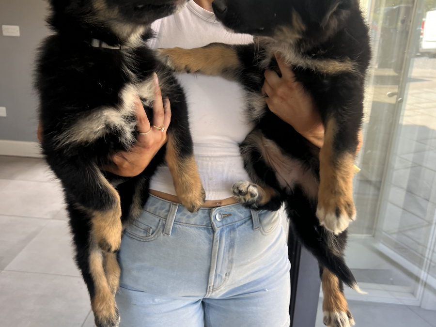 German Shepherd for sale in Carlow - photo 4