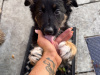 German Shepherd for sale in Carlow - photo 5