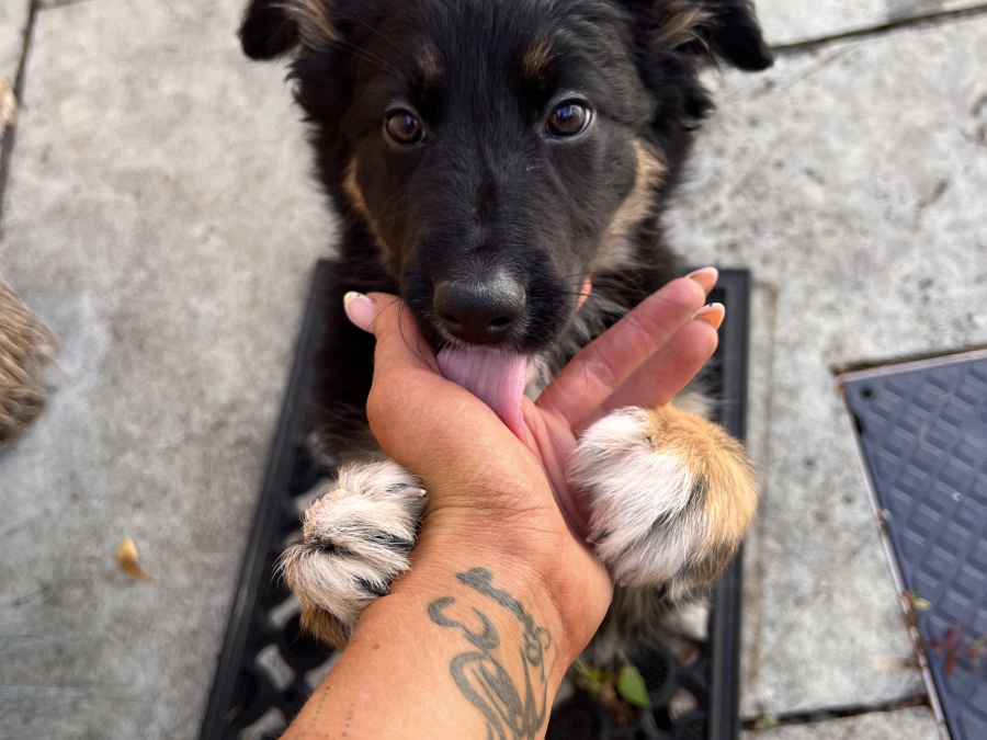 German Shepherd for sale in Carlow - photo 5