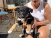 German Shepherd for sale in Carlow - photo 6