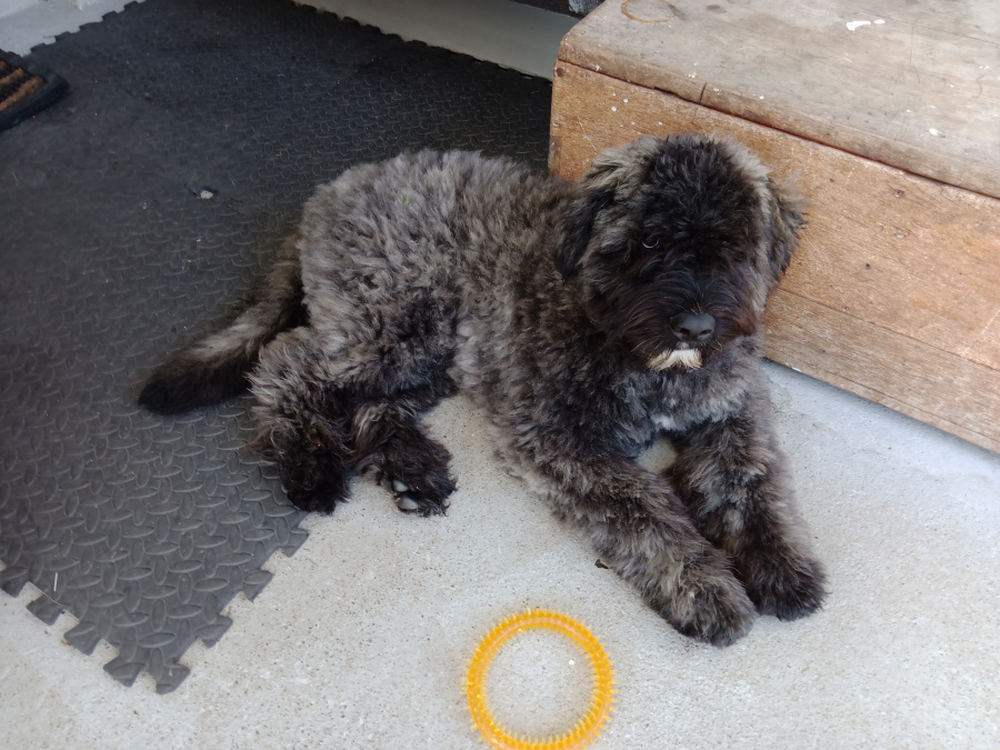 Bouvier des Flandres for sale in Cork - photo 1
