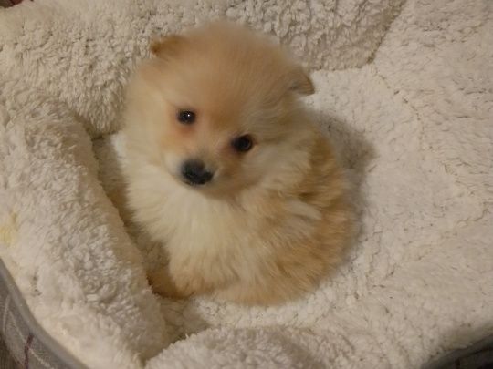 Pomeranian puppy for sale