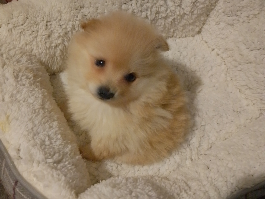 Pomeranian for sale in Wexford - photo 1