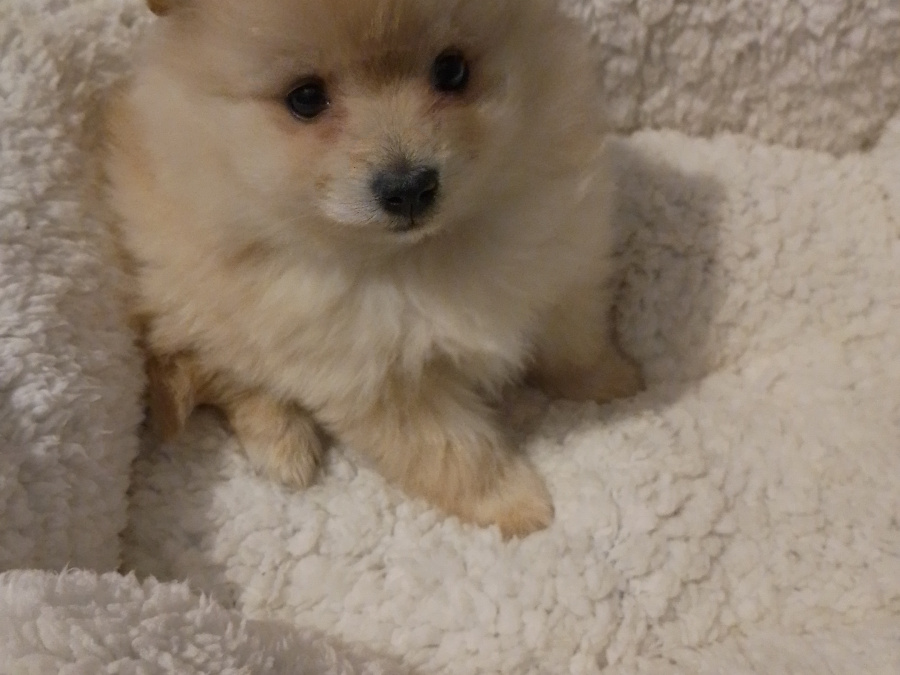Pomeranian for sale in Wexford - photo 2