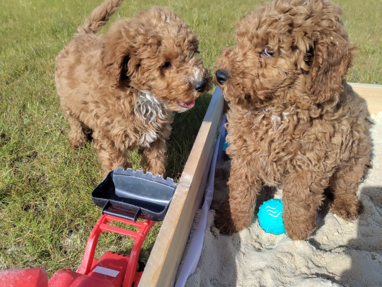 Miniature Poodles