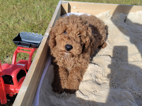 Miniature Poodles