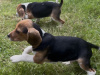 Beagle for sale in Galway - photo 1