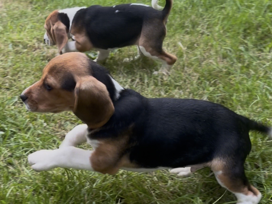 Beagle for sale in Galway - photo 1