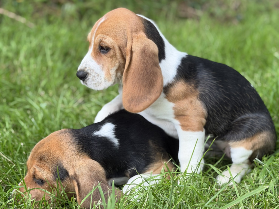 Beagle for sale in Galway - photo 2
