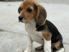 Beagle for sale in Galway - photo 3