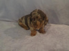 Dachshund for sale in Dublin - photo 1