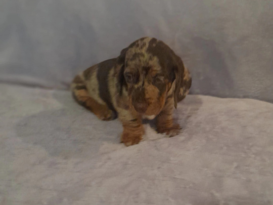 miniature dachshunds