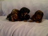 Dachshund for sale in Dublin - photo 2