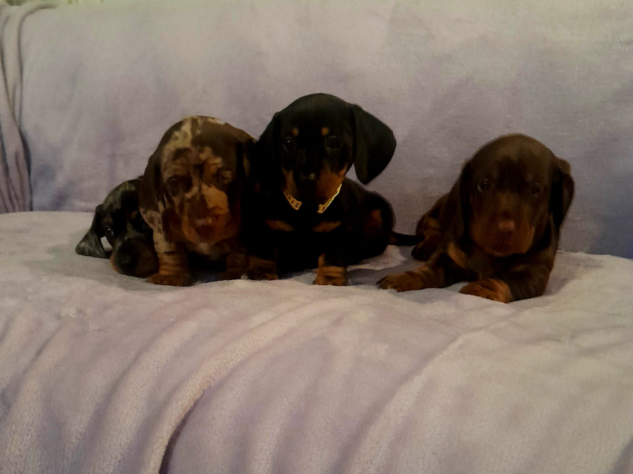 Dachshund for sale in Dublin - photo 2