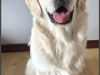 Golden Retriever for stud in Cavan - photo 2
