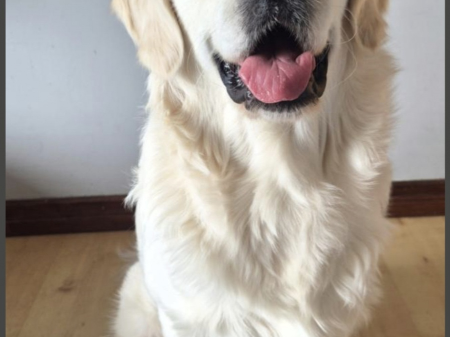 Golden Retriever for stud in Cavan - photo 2