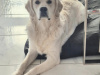 Golden Retriever for stud in Cavan - photo 1