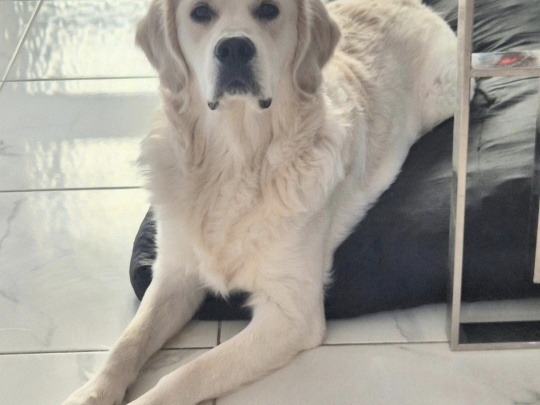 IKC Registered Golden Retriever for Stud in Cavan