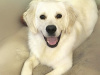 Golden Retriever for stud in Cavan - photo 3
