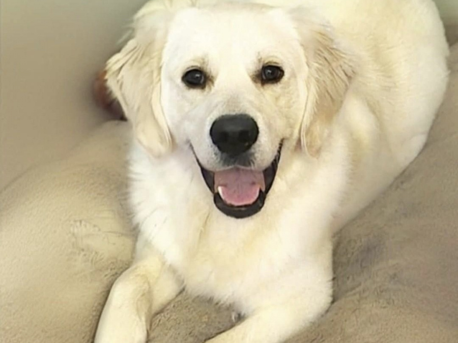 Golden Retriever for stud in Cavan - photo 3